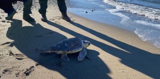 tartaruga caretta caretta