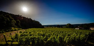 tramonti in vigna