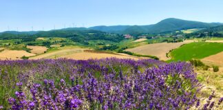 lavanda