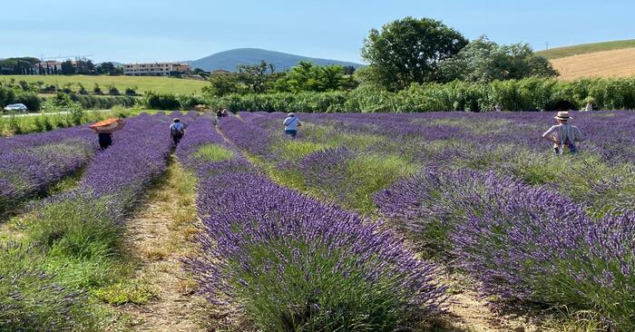 gelato alla lavanda