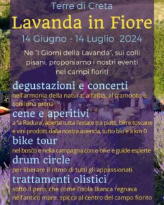 LAVANDA