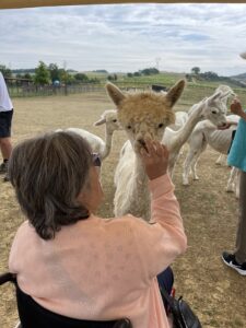 albus alpacas