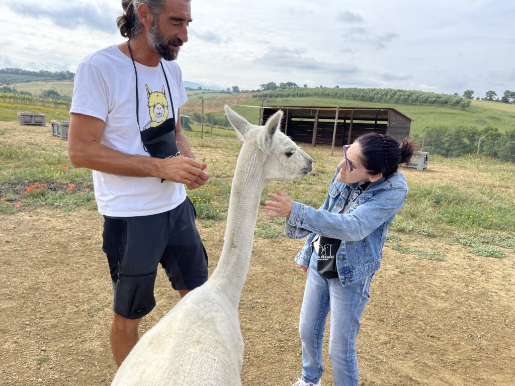 albus alpacas