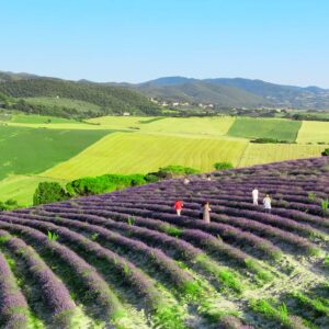 lavanda