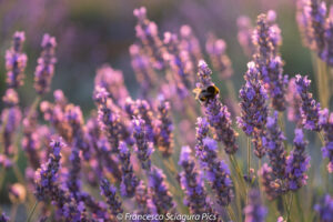 lavanda