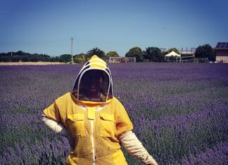 miele di lavanda